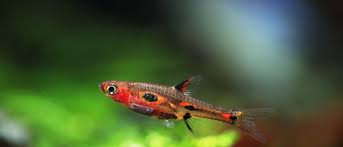 A further 13 clues may be related. The Top 8 Smallest Fish In The World Az Animals