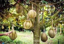 Buah cara menanam dan teknik budidaya tanaman page 2 mangga dalam pot aneka hias (ath) buat tabulampot durian agar pohon cepat rahasia anggur berbuah youtube kelengkeng tabulapot didit arifin basri. Cara Budidaya Tanaman Durian Agar Cepat Berbuah Bisnis Ukm Kreatif