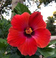 Imágenes similares, fotos y vectores de stock sobre conjunto de flores de crisantemo vectorial aisladas en blanco y negro. Amapola Pr Especie Hibisco Beautiful Flowers Hibiscus Plants