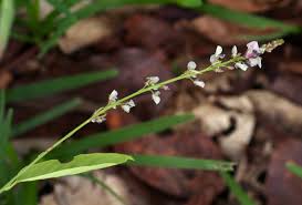 Image result for Pleurolobus