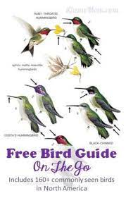 Free App Peterson Backyard Birds Of North America Igamemom Backyard Birds Bird Birds