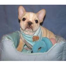 We do not allow south florida breeders, adoption centers, rescues or shelters to list french bulldogs for free in south florida. French Bulldog Puppies Florida L2sanpiero