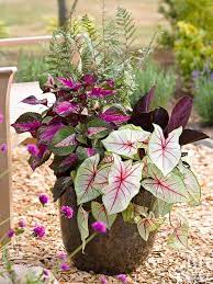 If using a clay or wooden container, pot the plant in a … No Fail Tropical Container Garden Combinations Container Flowers Flower Pots Container Gardening Flowers