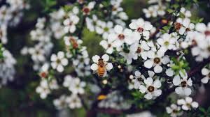 Außerdem gibt es kosmetik aus manukahonig, die gegen müde haut oder mitesser hilft. Manuka Honig Im Test Anwendung Und Wirkung Stern De