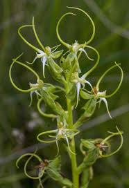 Image result for Habenaria arenaria