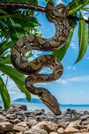 Happy World Snake Day By Naturestills On Flickr Snake Photos Animals Beautiful Snakes