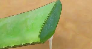 The cactuslike plants foundِ in theِ deserts ofِ southern. How To Drink Cactus Water For Health 11 Steps With Pictures