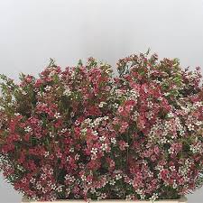 Love flowers vintage flowers silk flowers colorful flowers beautiful flowers paper flowers floral centerpieces wedding centerpieces hortensien arrangements. Waxflower My Sweet 16 65cm Chamelaucium Wholesale Dutch Flowers Florist Supplies Uk