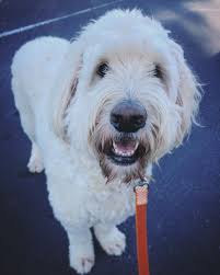 Steve and Barb 🐶🎀🐶 (@steve_and_barb) • Instagram photos and videos