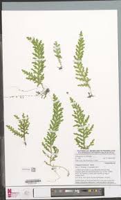 Image result for Selaginella cathedrifolia