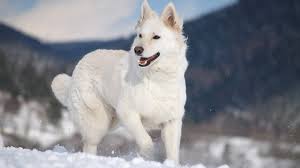 Visit our website at www.expertgsd.com for available pedigree german shepherd puppies for sale, sire and dam from champion bloodlines, current champio. 12 Things You Didn T Know About The White German Shepherd Youtube