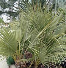 Mô tả khoa học đầu tiên năm 1882. Nannorrhops Ritchiana Pflege Der Palme Pflanzenfreunde Com