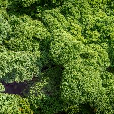 Image result for kadeřávek