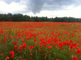 Flowers by susan florist has its address at 52 portland rd. Poppy Fields In Whaley Nottinghamshire Wild Flower Meadow Poppy Field Poppies