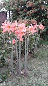 I Dont Know This Flower Name This Plant Doesnt Commenthome Flower Names Amaryllis Flowers Plants