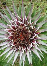 Image result for Macledium zeyheri