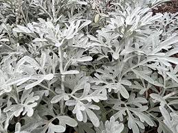 Image result for Artemisia sp.no.1