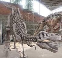 Giant T Rex Skeleton museum Real Dinosaur Skeleton Statue