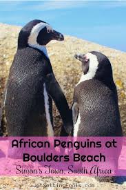 African Penguins At Boulders Beach In Simon S Town South Africa African Penguin Boulder Beach Africa Travel
