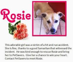 How To Help Shelter Dogs For Free Shelter Dogs Dog Adoption Free Dogs