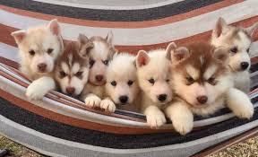 Come see our siberian husky puppies & other puppies for sale today. Dog Bay Area Research Center