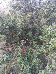 Image result for Vitellariopsis