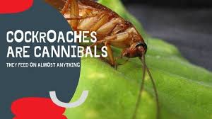 Check with your management company, or consider hiring a pest control service, before trying one of these methods on your own. How To Protect Yourself From A Cockroach Bite Rentokil Singapore