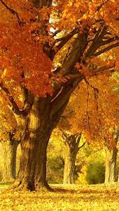 Golden Autumn Tree Iphone 5 Wallpapers Hd Autumn Trees Autumn Landscape Autumn Scenery