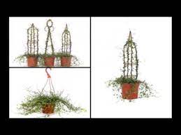 Lightly mist the plant daily, using a spray bottle filled with water. How To Care For Your Angel Vine Topiary Youtube