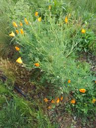 Image result for Eschscholzia