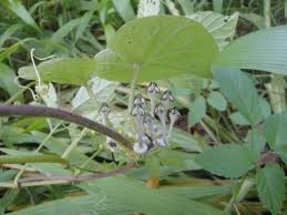 Image result for Ceropegia papillata