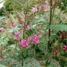 Image result for Indigofera garckeana