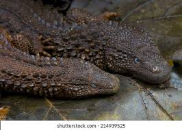 Look up in linguee suggest as a translation of monitor lizard Earless Monitor Lizard Lanthanotus Borneensis Borneo