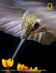 Birds have often held a special fascination for humanity. From National Geographic Backyard Birds Watching Beautiful Birds Bird Photography