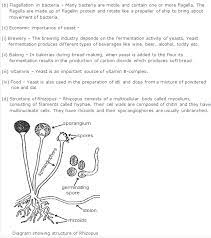 Frank Icse Solutions For Class 9 Biology Bacteria And Fungi Their Importance A Plus Topper Icsesolutionsbiologyclass9 Bacteria Biology Fungi