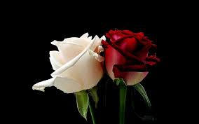 Image result for images of rose hd