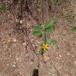 Image result for Grewia holstii