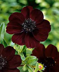 Chocolate Cosmos Specials Bakker Donkere Bloemen Donkerrode Bloemen Bloem Tuinieren