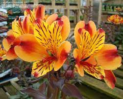 Plantfiles Pictures Alstroemeria Peruvian Lily Lily Of The Incas Indian Summer Alstroemeria 1 By Kniphofia Peruvian Lilies Alstroemeria Orange Flowers