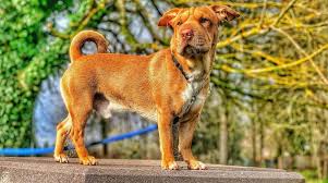 My dog doesn't have a lot of wrinkles either, but he has the same big broad nose, curled tail, small ears, and short stature as your dog. Dachshund Shar Pei Mix Welcome To The Sausage Dog World