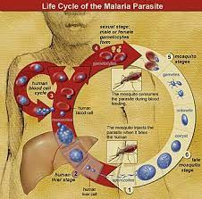 While effective tools have been and will continue to be developed to combat malaria, inevitably, over time the parasites and mosquitoes will evolve means to circumvent those tools if used in isolation or used ineffectively. Malaria Wikipedia