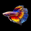 Betta aquariums can make a fantastic, enriching addition to any space, with the great variety in colors of the fish making them beautifully captivating to watch. Https Encrypted Tbn0 Gstatic Com Images Q Tbn And9gcqj4xrbrlyx5f26mh6pfvf81mzynijg6y2rdb 9rsuam0taecka Usqp Cau