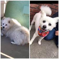 How to find a missing cat in New Port Richey?