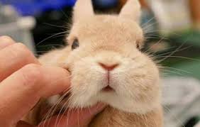 Pin By Mariam Anwar On صور حيوانات كيوت ٥ Cute Animals Cute Baby Animals Fluffy Animals
