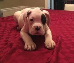 Check spelling or type a new query. View Ad Boxer Puppy For Sale Near Georgia Powder Springs Usa Adn 77877