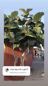 Image result for Ficus welwitschii