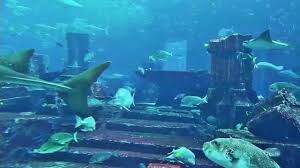 Atlantis The Palm Dubai Aquarium Hd Relax And Chillout By Looking Youtube