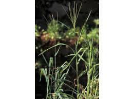 Image result for Digitaria angolensis