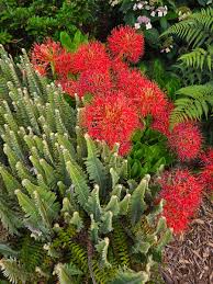 Image result for Scadoxus