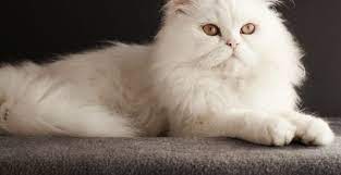 Harga kucing persia dan harga anak kucing persia murah bisa juga dilihat dari kondisi fisik dan kesehatan kucing persia tersebut. Kucing Persia Cara Merawat Pakan Harga Jual Lengkap